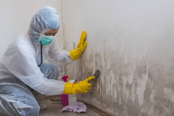 Best DIY Mold Remediation in South Waverly, PA